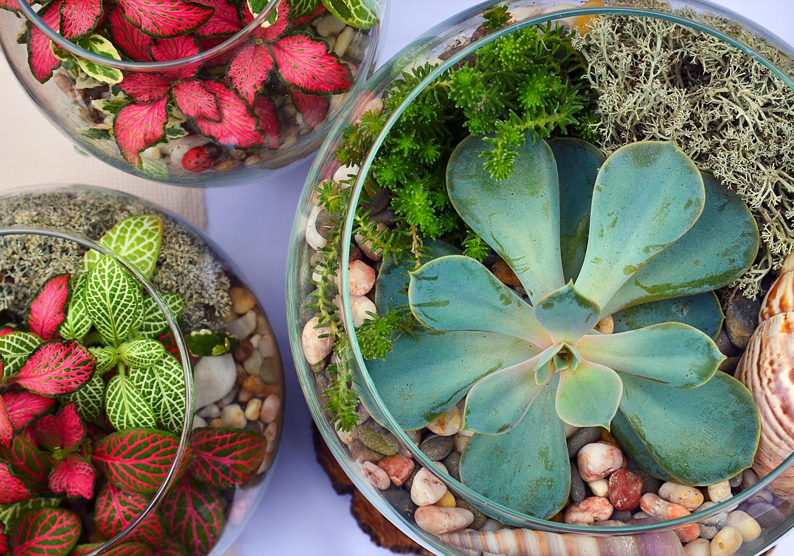 glass vase terrarium supplies